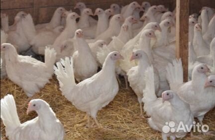 Куры-молодки