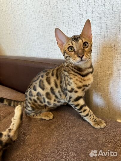 Бенгальские котята, Бенгалы