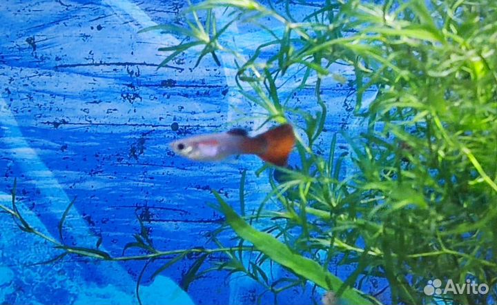 Гуппи, меченосцы, улитки