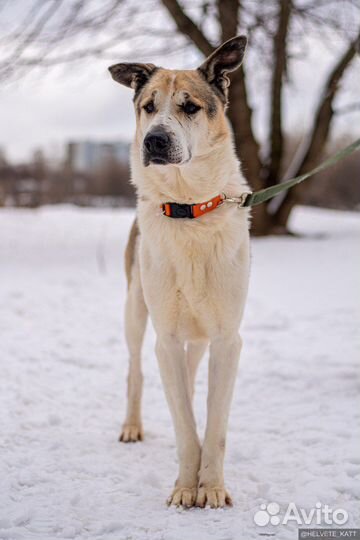 Собака Дарт