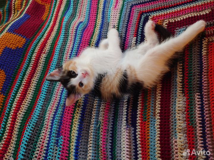 Котята счастливые трехцветки