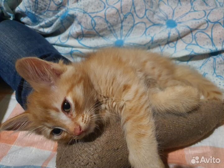 Сибирские котятки