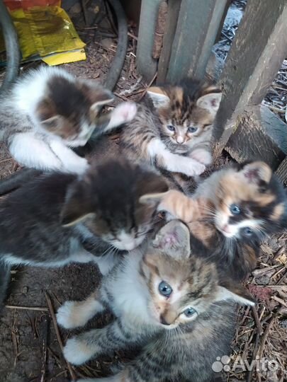 Котята в добрые руки