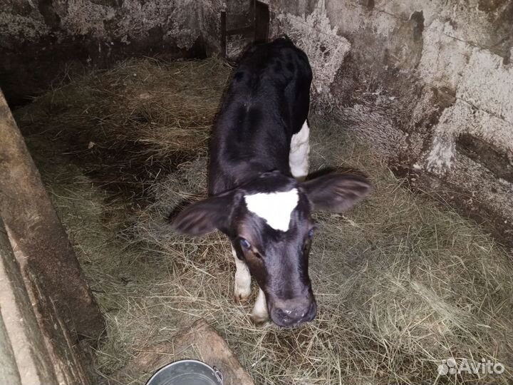 Корова дойная