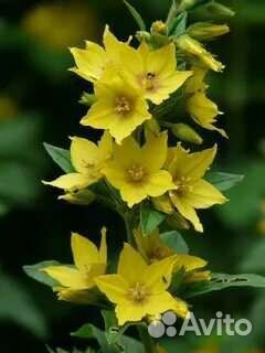 Вербейник (Лизимахия)