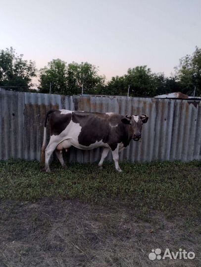Корова дойная