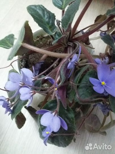 Фиалка с горшком- кашпо фиолет