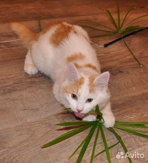 Коржик и Абрикос