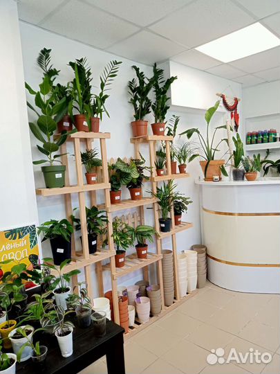 Комнатные растения