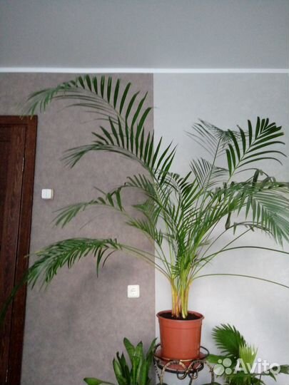 Пальма Арека