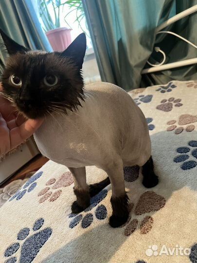 Сиамский кот