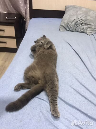 Вязка шотландец