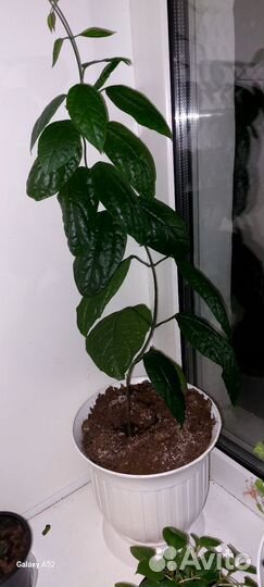 Комнатные цветущий цветок Коллендиум