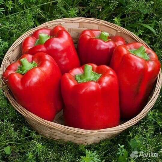 Рассада перца