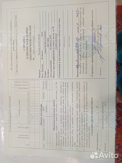 Русская пегая гончая