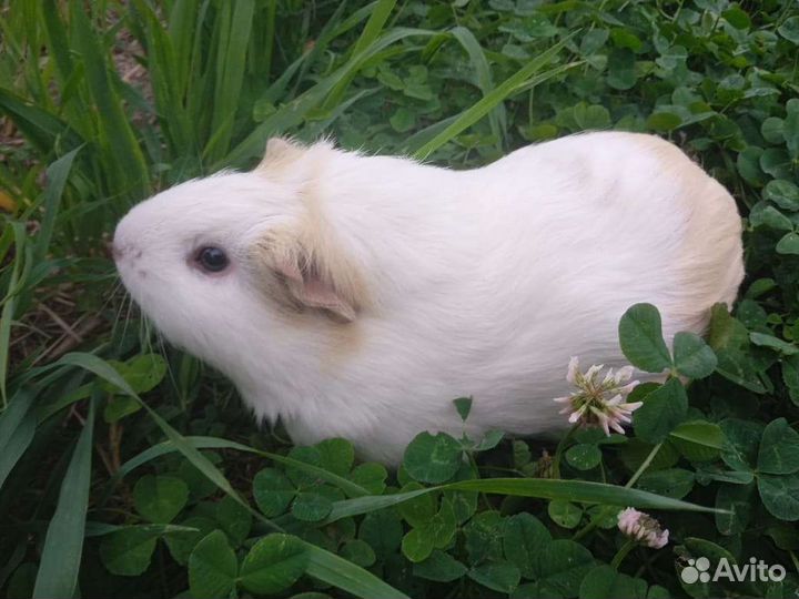 Морская свинка бесплатно