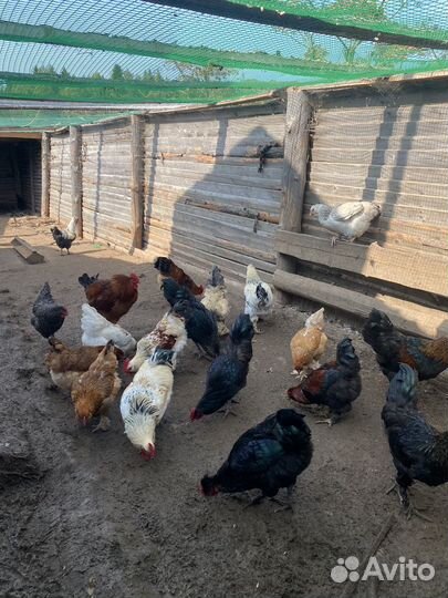 Молодые петушки