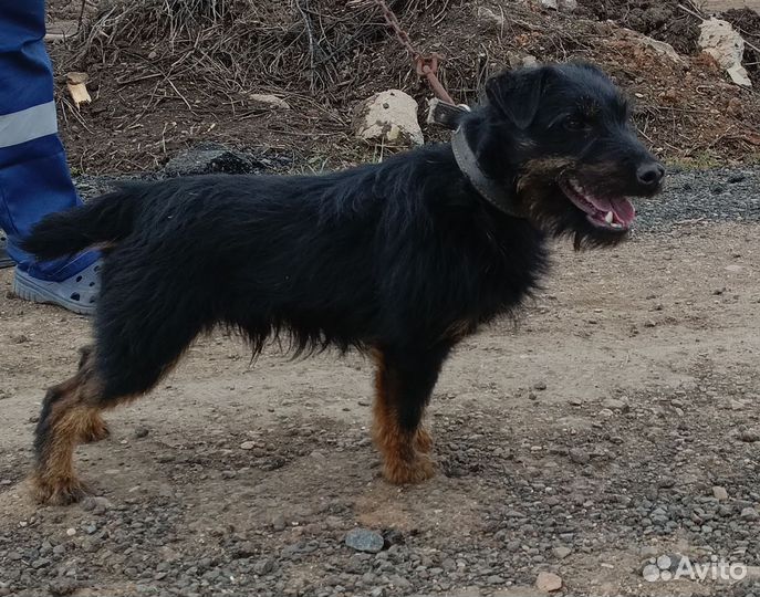 Кобель ягдтерьера на вязку