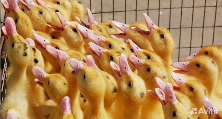 Гусята линда, суточные и подрощенные