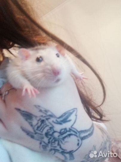 Крыса дамбо