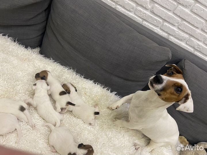 Щенки джек рассел терьер