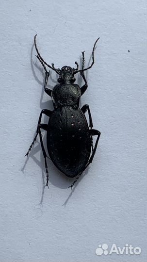 Жук жужелица садовая Carabus hortensis