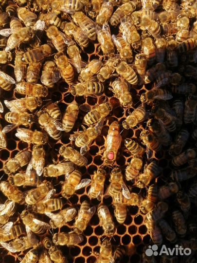 Пчелопакеты бакфаст