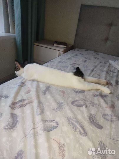 Котёнок, девочка 4 месяца