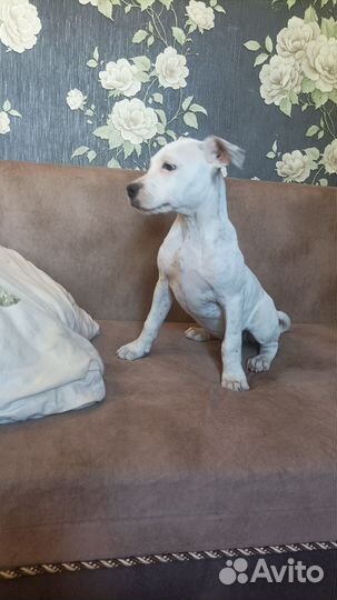 Щенки стаффорда