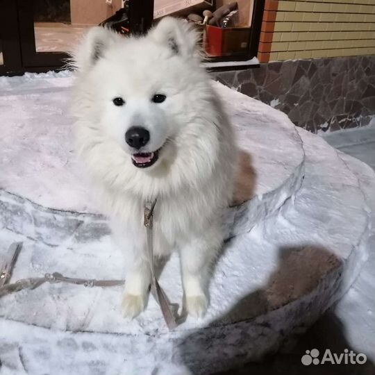 Вязка лайка самоед