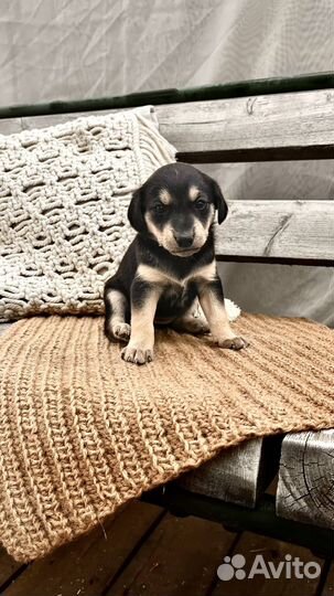 Щенки маленьких пород в добрые руки