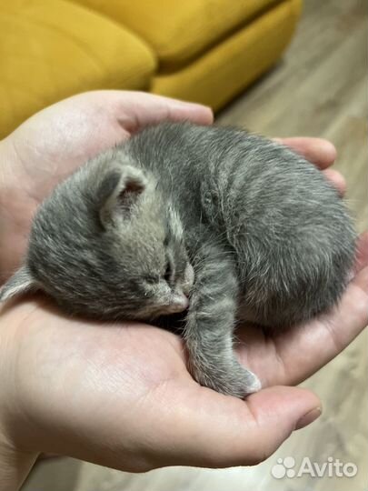 Котенок в добрые руки