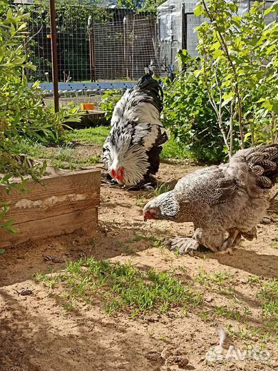 Брама, тёмная, светлая, Виандот