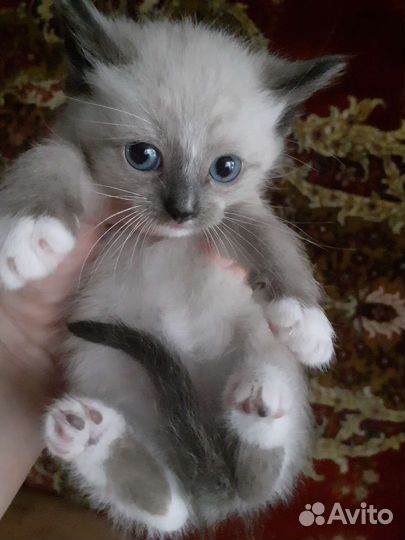 Симыны дети