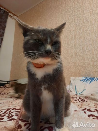 Кошка