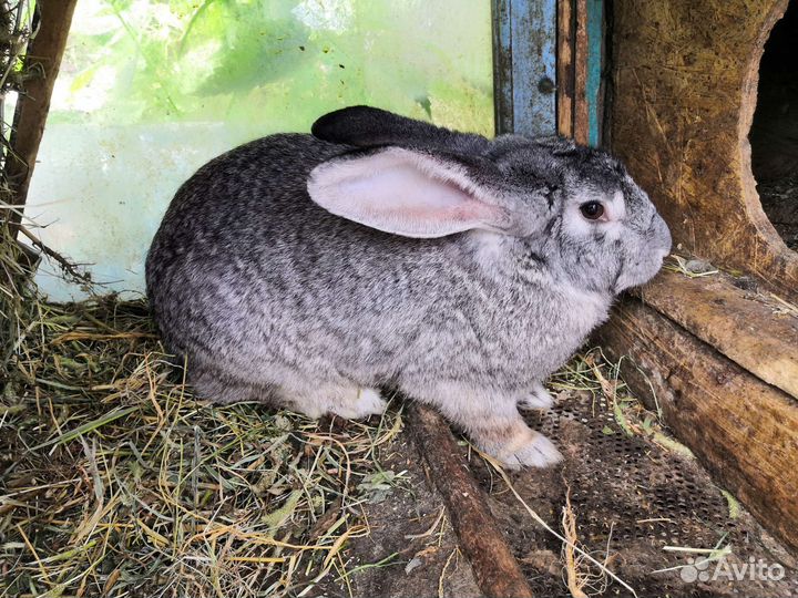 Крольчиха полтавское серебро