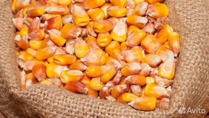 Кормовая кукуруза, Фуражный овёс на корм/посев