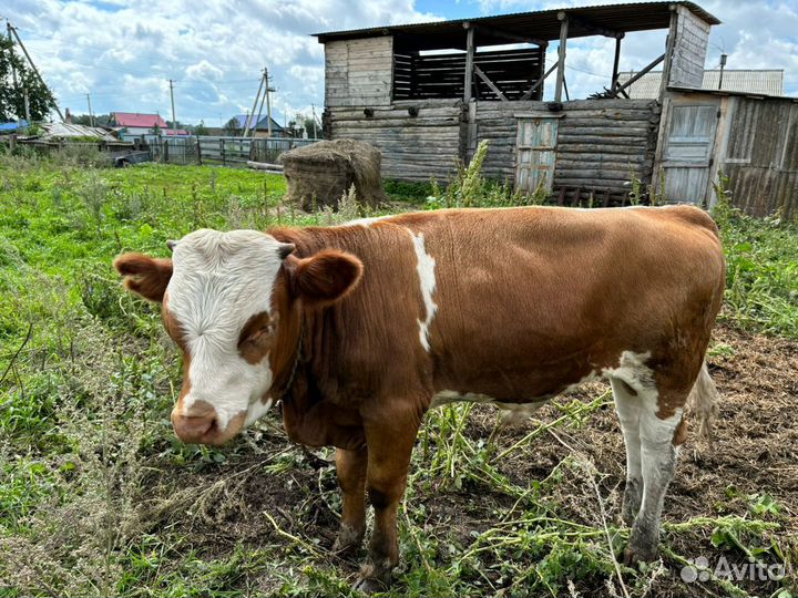 Телёнок (бычок)