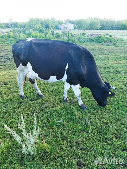 Коровы 3 головы