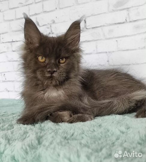 Котенок мейн-кун
