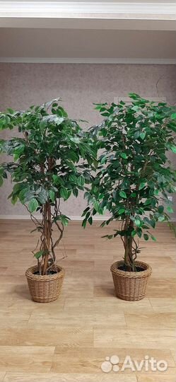 Искусственный фикус