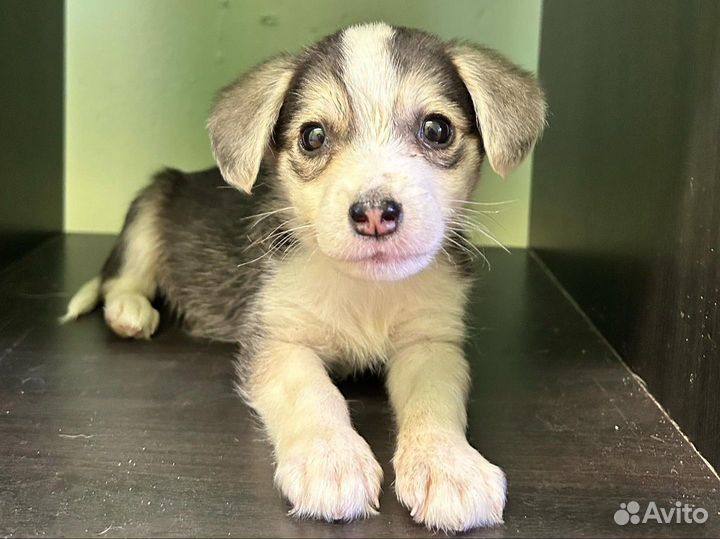 Щенок от маленькой собаки