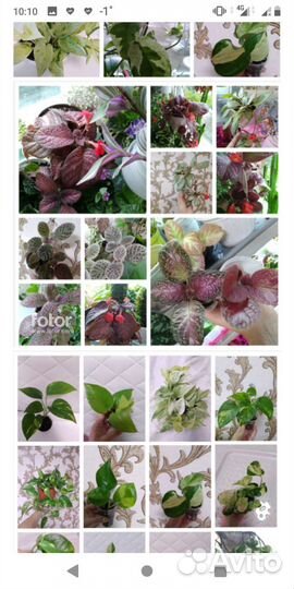 Цветы, комнатные растения