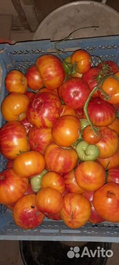 Помидоры домашние
