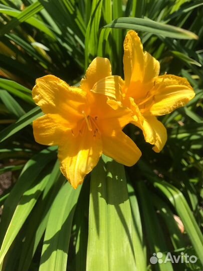Лилейник желтый бордюрный