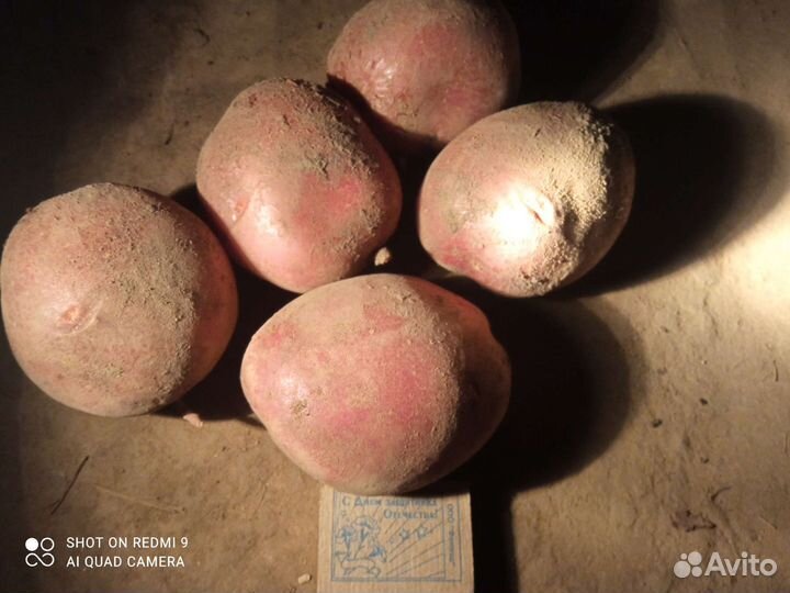 Продам картофель на семена сорт Шарвари пирожка