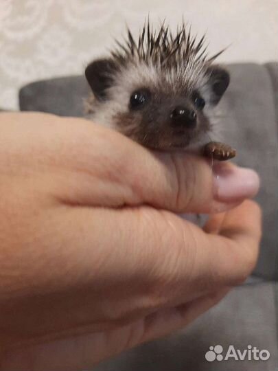 Африканский ежик