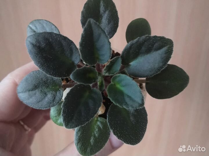 Мини фиалки