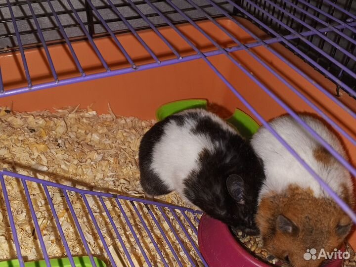 Продам Хомяков(две девочки)