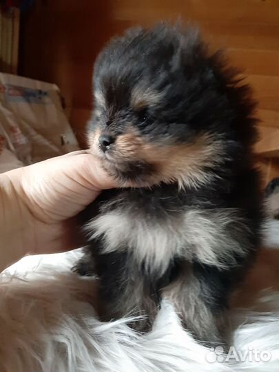 Померанский шпиц девочка и мальчик